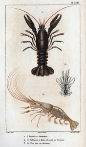 The common crayfish, the Palemon has saw teeth or shrimp, his head seen below. Fauna des Médecins ou histoire des animaux et de leurs produits par Hippolyte Cloquet - Volume 6 - 1825