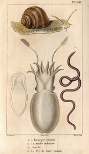 The Common Snail, the Ordinary Cuttlefish, Its Bone, the Common Earthworm. Fauna of Doctors or History of Animals and Their Products by Hippolyte Cloquet - Volume 6 - 1825 by Hippolyte Cloquet
