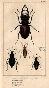 The Male Kite Skylight, the Reduve Mask, the Common Blaps, the Proscarabee Meloe by Hippolyte Cloquet