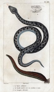 The Ordinary Viper, its Mouth Open with its Fangs a Venom, the Officinale Sangue. 