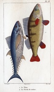 Tuna and River Perch. Fauna of Doctors or History of Animals and Their Products by Hippolyte Cloquet by Hippolyte Cloquet