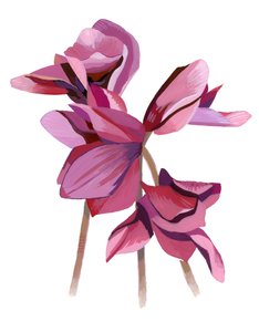 Cyclamen