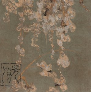 Wisteria Blossoms