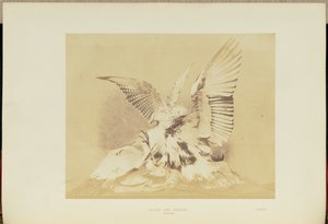 Hawk and Heron by Hugh Owen