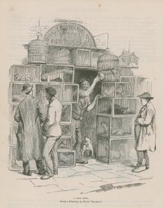 A Bird Shop by Hugh Thomson