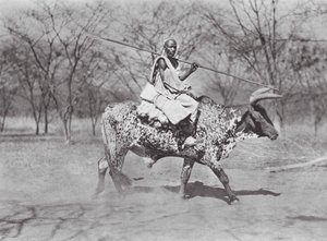 Africa: Aulad Hamid ox-rider by Hugo Adolf Bernatzik
