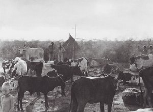 Africa: Cattle kraal on bank of the Bahr el Zeraf by Hugo Adolf Bernatzik