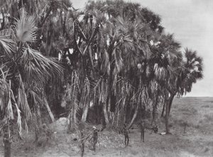 Africa: Nuer hunters in a palm-wood by Hugo Adolf Bernatzik