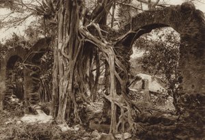 Mexico: Spanish bridge arch with fig tree, Antigua, Veracruz State by Hugo Brehme