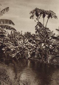 Mexico: Bananas and Papayas, Vera Cruz State by Hugo Brehme