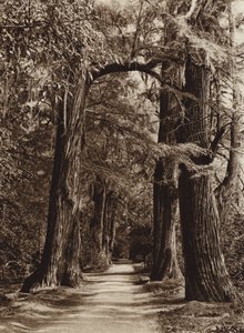 Mexico: Mexico City, Chapultepec Park, Alameda of the Philosophers by Hugo Brehme