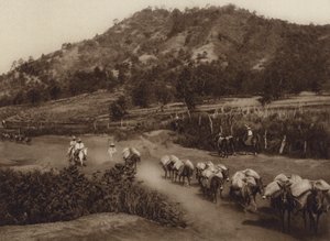 Mexico: Transport column in the interior of the country by Hugo Brehme