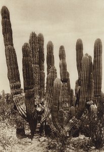 Mexico: Guaymas, 