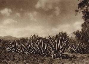 Mexico: Surroundings of Tepepam with Agave Field by Hugo Brehme