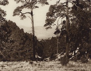 Mexico: Wild Panorama at the Foot of Pico de Orizaba by Hugo Brehme