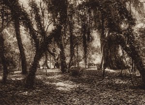 Mexico: Idyllic spot in Chapultepec park by Hugo Brehme
