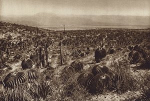 Mexico: Sierra de Tehuacan, In the foreground 
