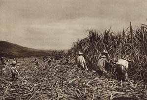 Mexico: Tamasopo, Sugar Cane Harvest by Hugo Brehme