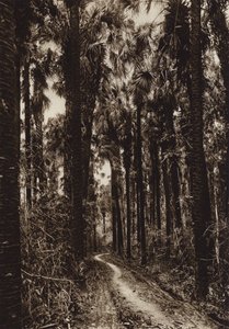 Mexico: Tamasopo, Palm Grove by Hugo Brehme