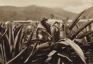 Mexico: Tlachiquero Sucking Pulque from an Agave Plant by Hugo Brehme