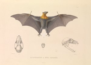 The Hoary Head Rousette by Hyacinthe Yves Philippe (1781 1846) Potentien