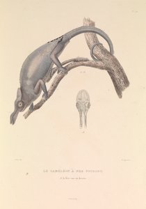 The Forked Nose Chameleon by Hyacinthe Yves Philippe (1781 1846) Potentien
