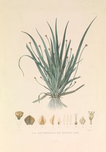 The Busseuillie of Botany Bay by Hyacinthe Yves Philippe (1781 1846) Potentien