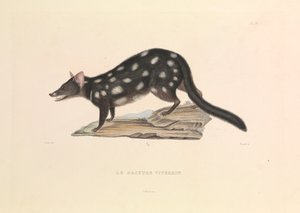 The Raccoon Dasyure