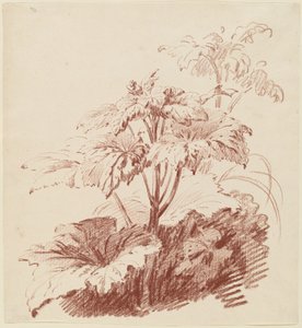 Flowering Plant with Buds by I Jean Baptiste Hüet