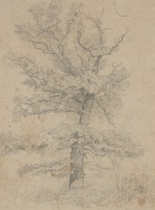 American Fir