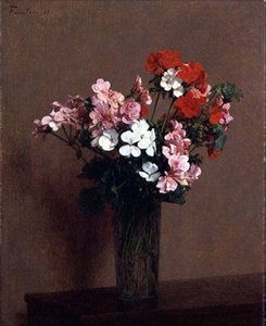 Geraniums