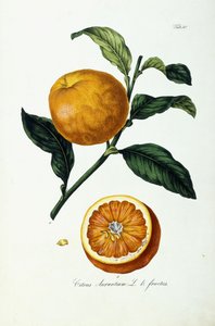 Orange Fruit, Citrus Aurantium, Fructus
