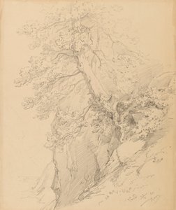 Tree Study