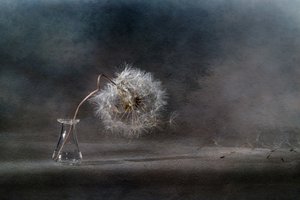 Drifting Dandelion Seeds by Igor Kopcev