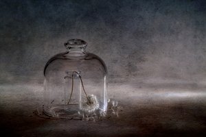 Fragile Dandelion Cloche by Igor Kopcev