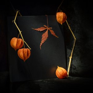 Moody Autumn Physalis by Igor Kopcev