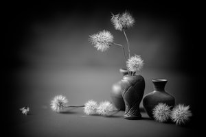 Serene Dandelion Vases by Igor Kopcev
