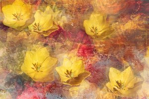 Textured Yellow Tulips by Igor Kopcev