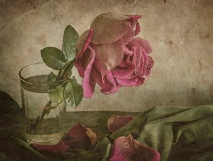 Fading Rose Still Life by Igor Tokarev