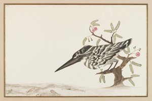 A Kingfisher watching by Indian School