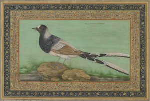 A Spotted Forktail
