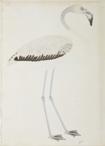 A Flamingo