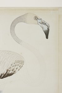 A Flamingo (detail) by Indian School
