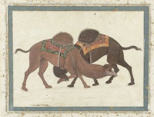 Fighting Camels by Indian School