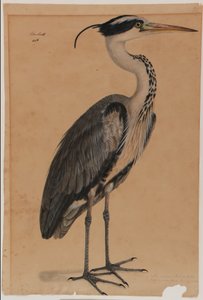 Grey Heron by Indian School