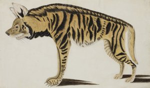 Hyena by Indian School