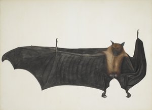 Indian Flying Fox also known as Great Indian Fruit Bat, Pteropus Giganteus by Indian School