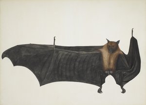 Indian Flying Fox also known as Great Indian Fruit Bat; Pteropus Giganteus, c. 1800 by Indian School