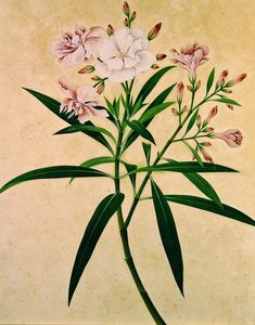 Oleander