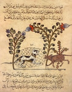 The Cat and the Rat, Arab Miniature from 
